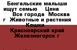 Бенгальские малыши ищут семью) › Цена ­ 5 500 - Все города, Москва г. Животные и растения » Кошки   . Красноярский край,Железногорск г.